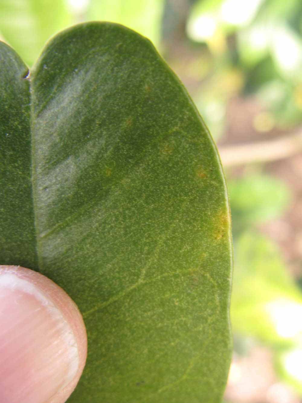              Margin (Winter Haven, FL)       